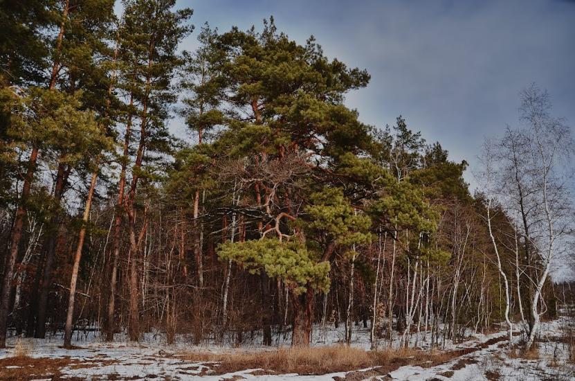 Вільхуватка з panoramio.com - Вільхуватка