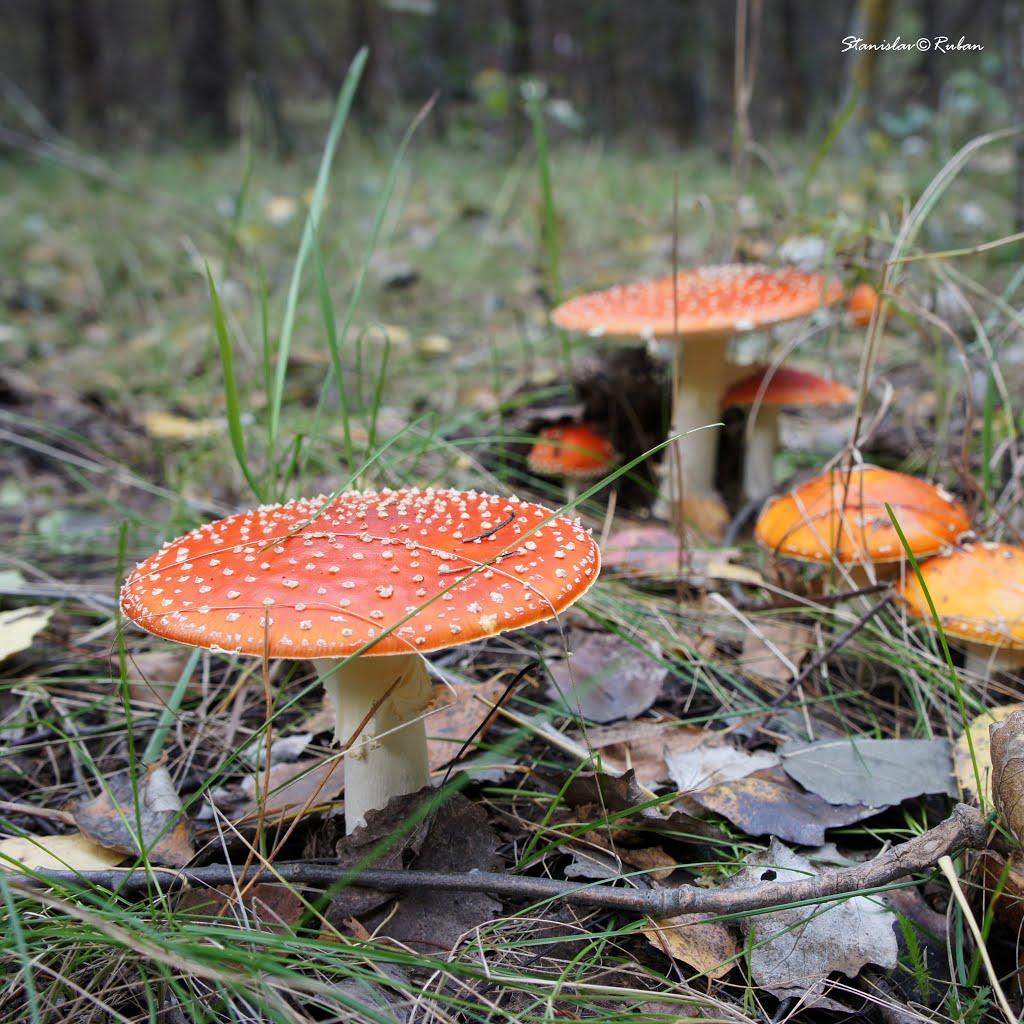 Зачепилівка з panoramio.com - Зачепилівка