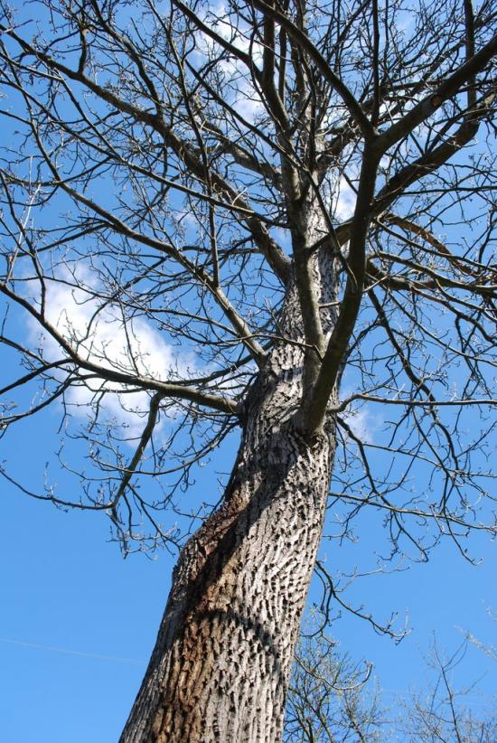 Шутроминці з panoramio.com - Шутроминцы