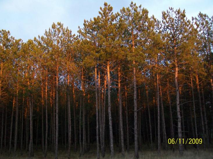 Кринки з panoramio.com - Кринки