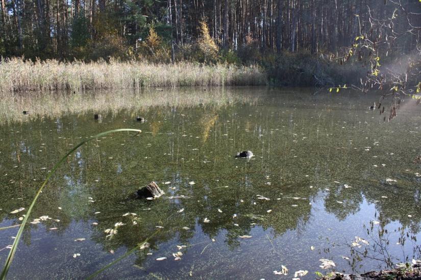 Хоцьки з panoramio.com - Хоцки