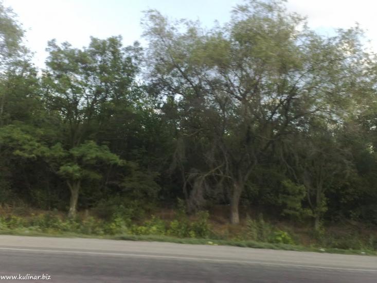 Василівка з panoramio.com - Василевка