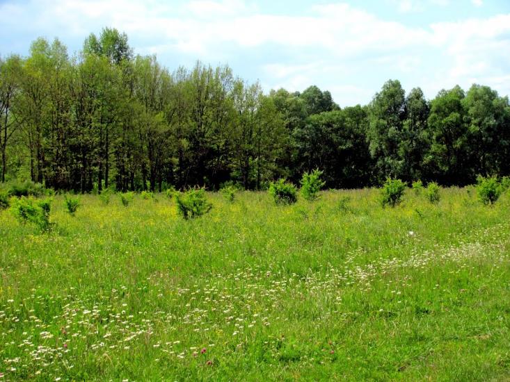 Дубровиця з panoramio.com - Dubrovytsia