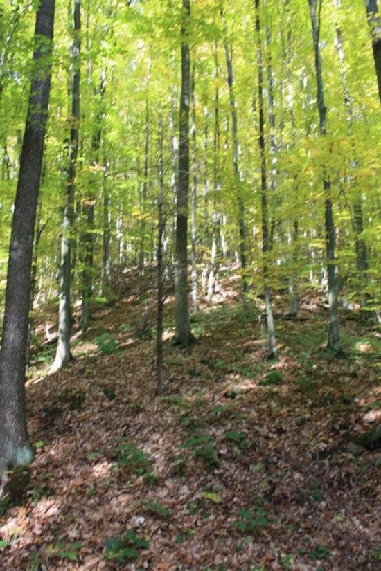 Раково з panoramio.com - Раково