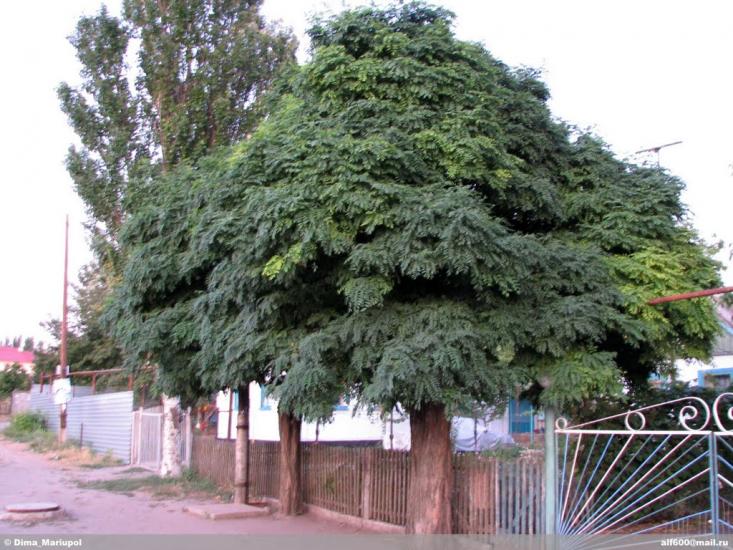 Юр'ївка з panoramio.com - Юр'ївка