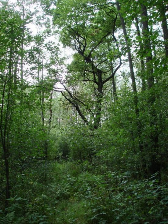 Хрипськ з panoramio.com - Хрипск