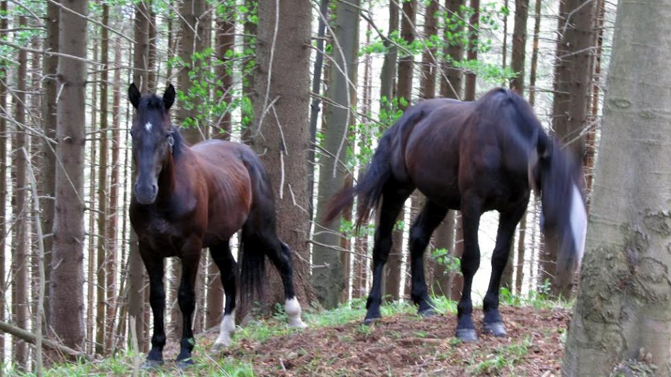 Коростів з panoramio.com - Коростов