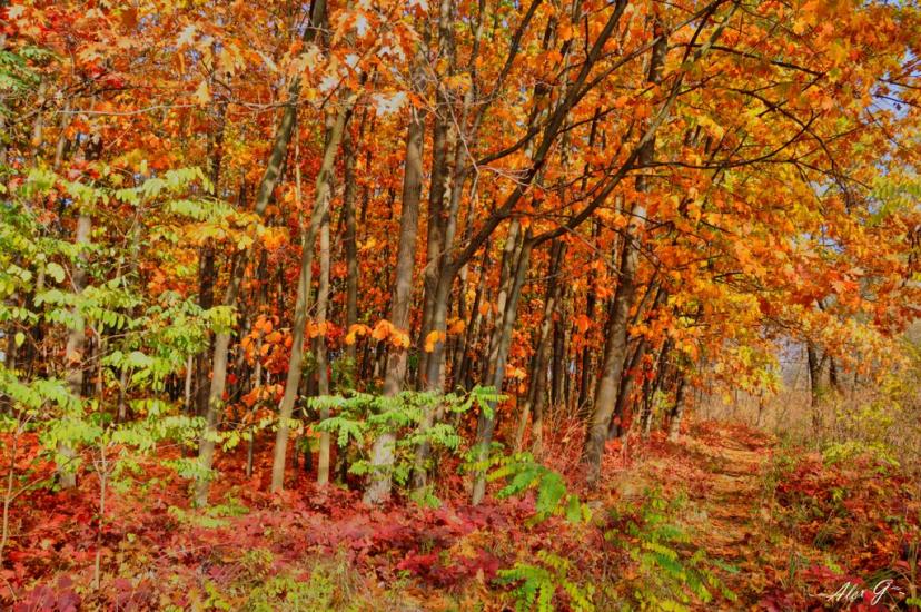 Лісники з panoramio.com - Лесники