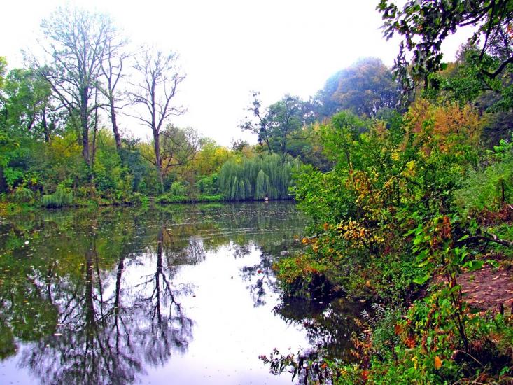 Вишня з panoramio.com - Вишня