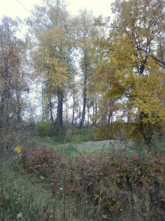 Вища Дубечня з panoramio.com - Высшая Дубечня