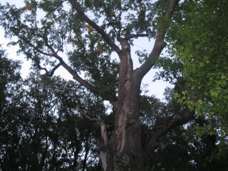 Грушківка з panoramio.com - Грушківка