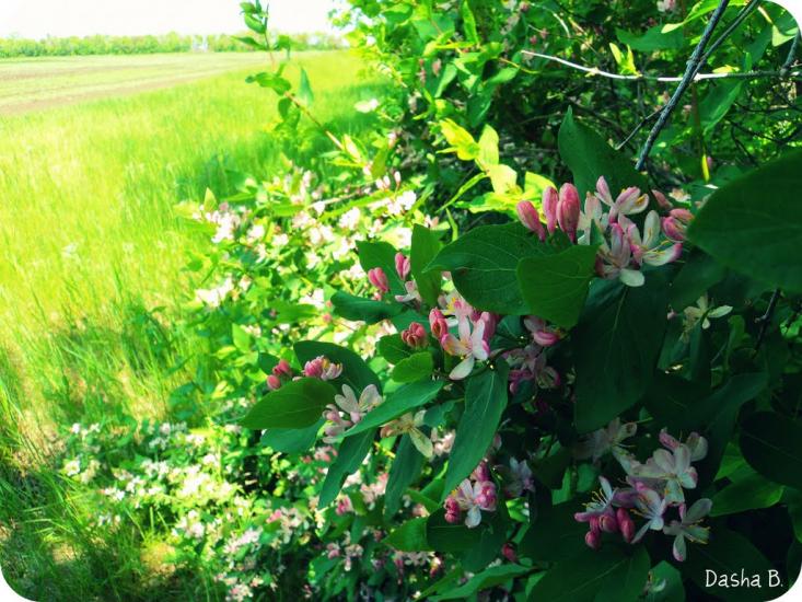 Дачне з panoramio.com - Дачне