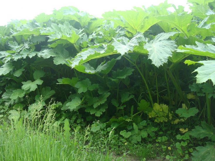 Шаровечка з panoramio.com - Sharovechka