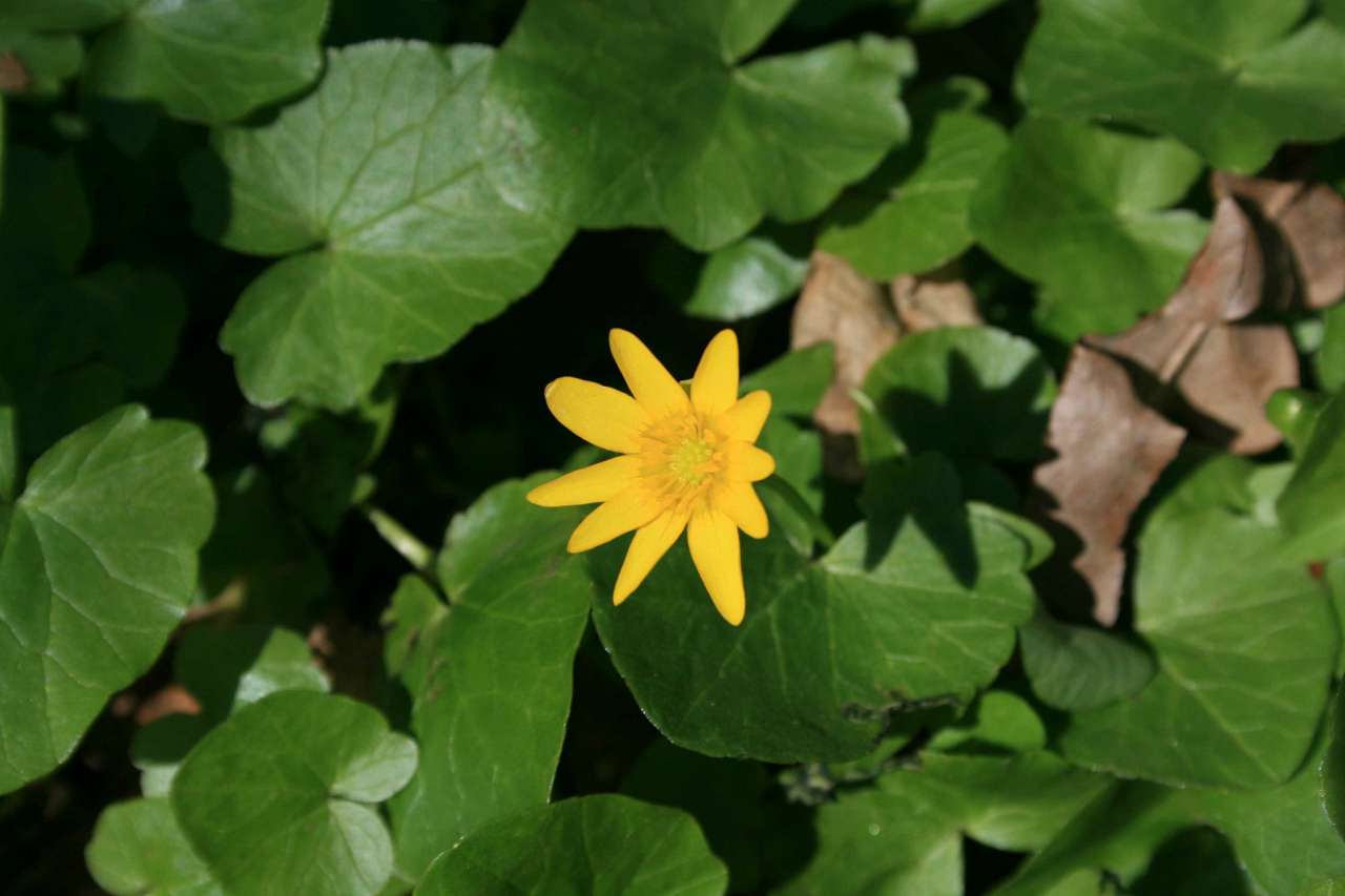 Весна на рідній землі - Кривчики