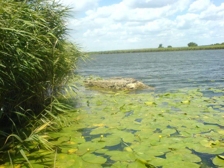 Новопетрівське з panoramio.com - Новопетрівське