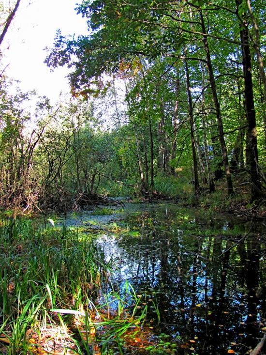 Ромейки з panoramio.com - Ромейки