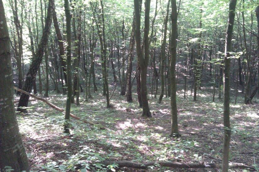 Заріцьк з panoramio.com - Зарецк