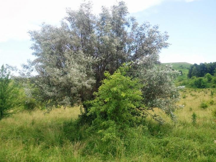 Новоукраїнка з panoramio.com - Новоукраїнка