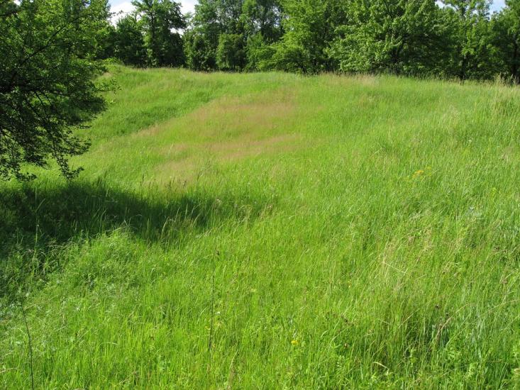 Вільшани з panoramio.com - Вільшани
