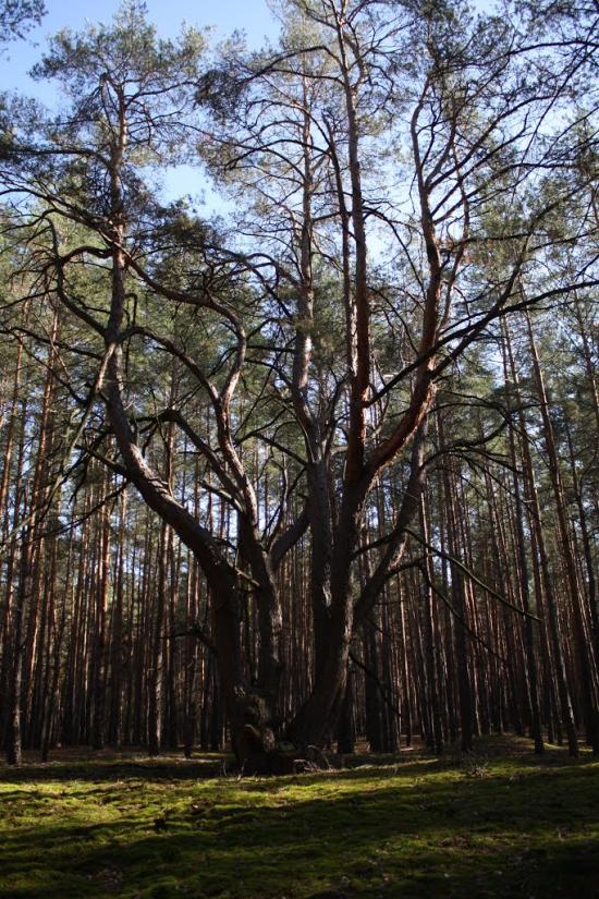 Хоцьки з panoramio.com - Хоцьки