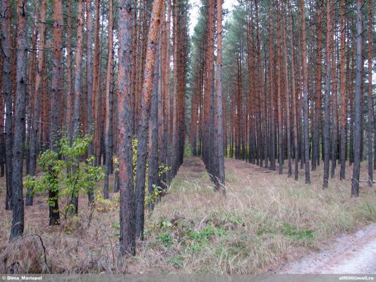 Норцівка з panoramio.com - Nortsivka