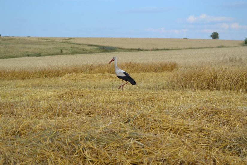 Чумаки з panoramio.com - Чумаки