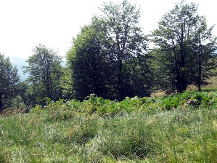 Вучкове з panoramio.com - Вучкове