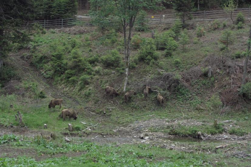 Боберка з panoramio.com - Боберка