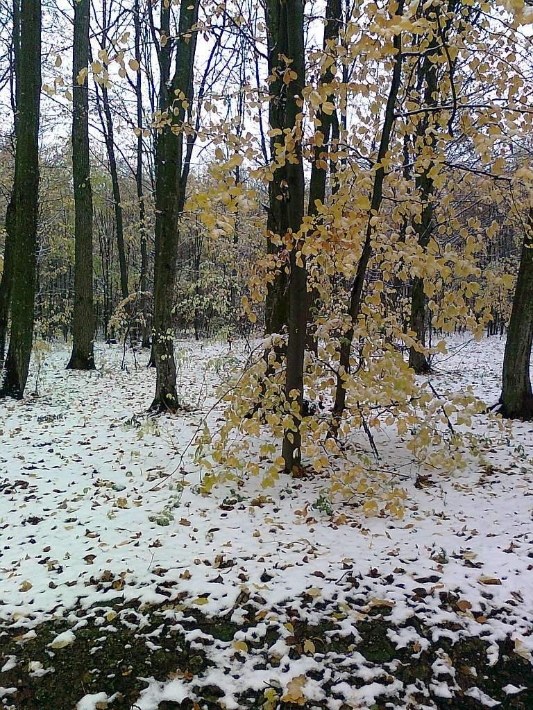 Паївка з panoramio.com - Паївка