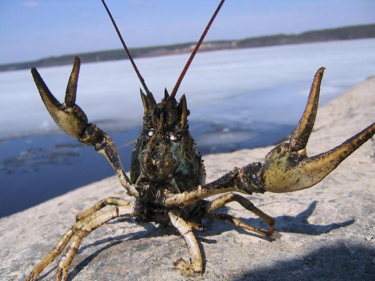 Малин з panoramio.com - Малин