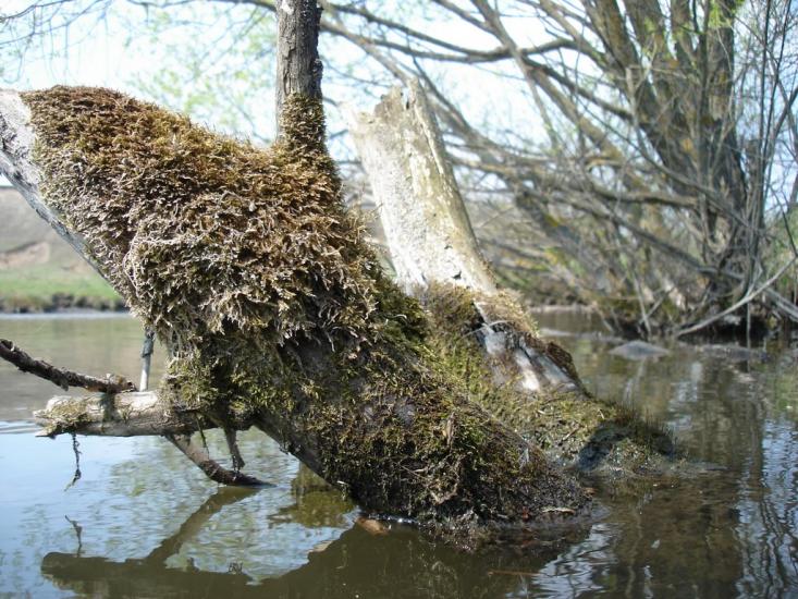 Безіменне з panoramio.com - Bezimenne