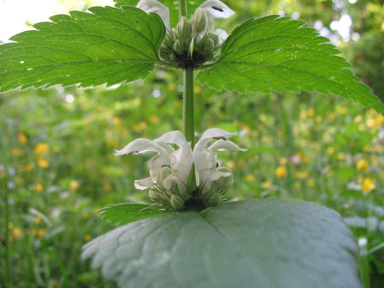 Весна на рідній землі - Кривчики