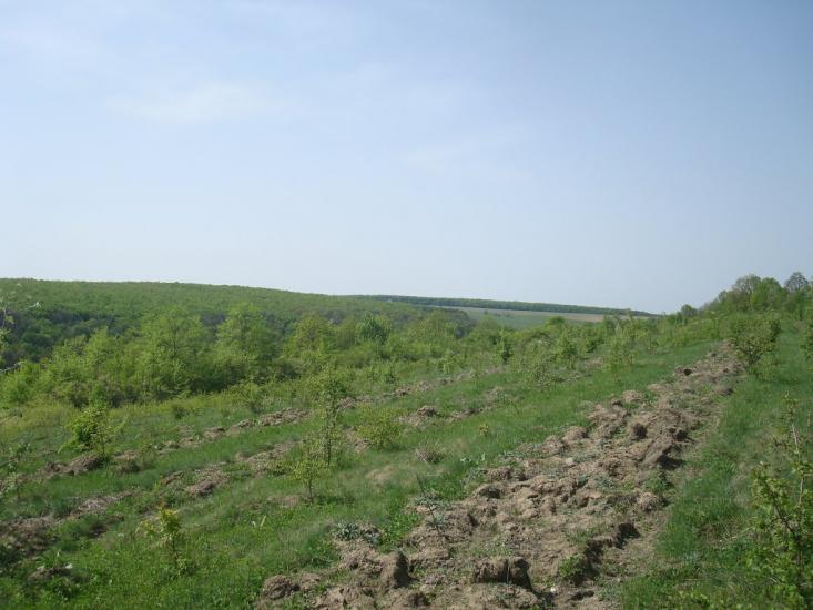 Любомирівка з panoramio.com - Любомирівка