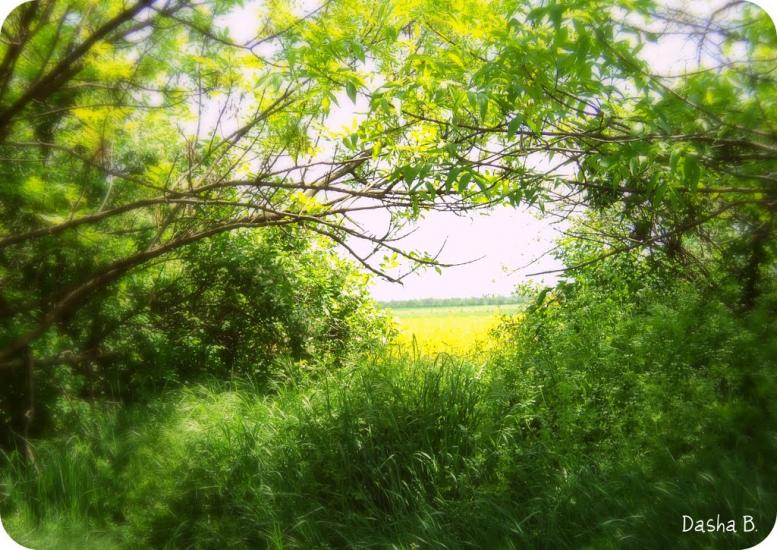 Дачне з panoramio.com - Дачне