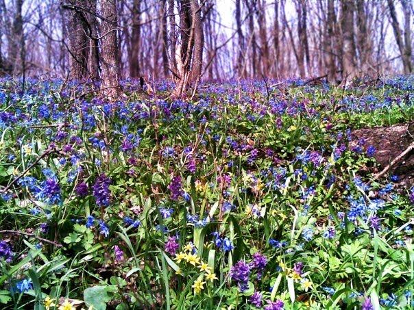 Мачухи з panoramio.com - Мачухи