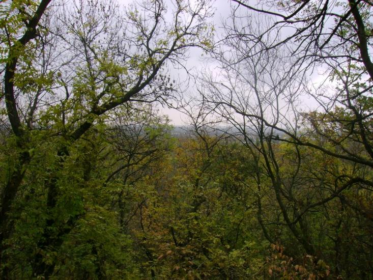 Червона Зоря з panoramio.com - Червона Зоря