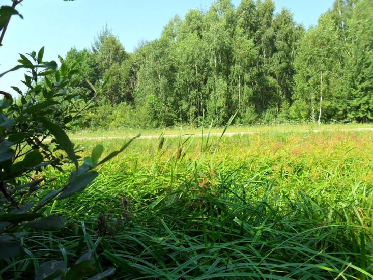 Зелениця з panoramio.com - Зелениця