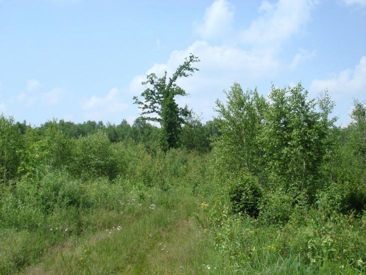 Хрипськ з panoramio.com - Хрипск
