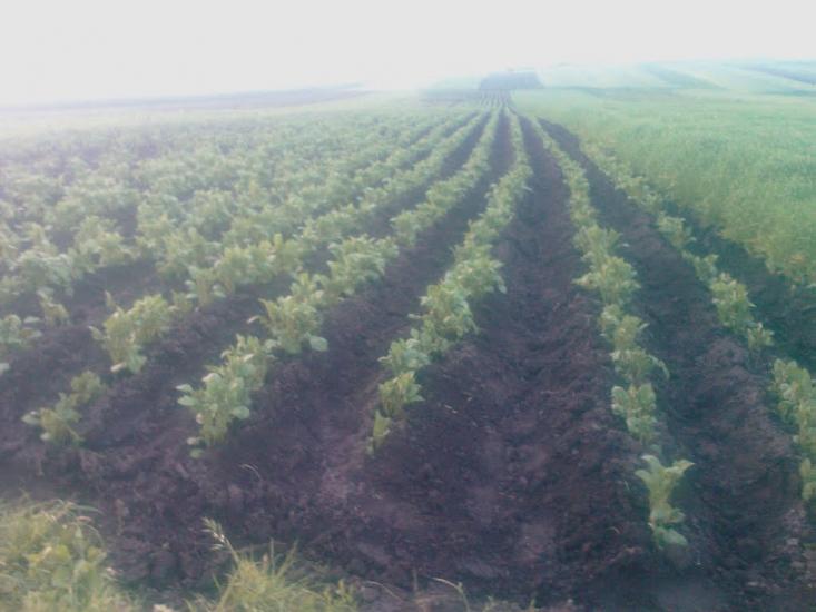 Погірці з panoramio.com - Погорцы