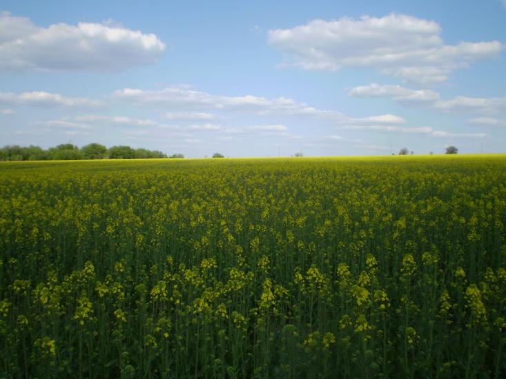 Новоолександрівка з panoramio.com - Новоалександровка