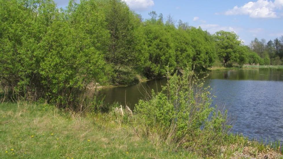 Машеве з panoramio.com - Машево