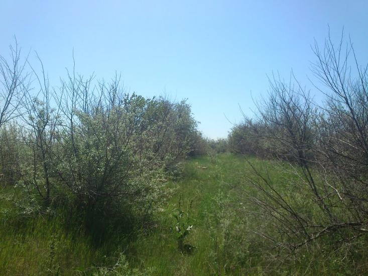 Усть-Кам'янка з panoramio.com - Усть-Кам'янка