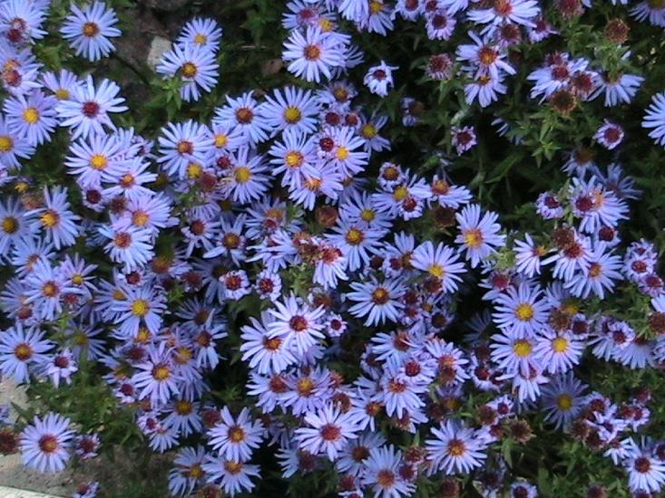 Чикалівка з panoramio.com - Чикалівка