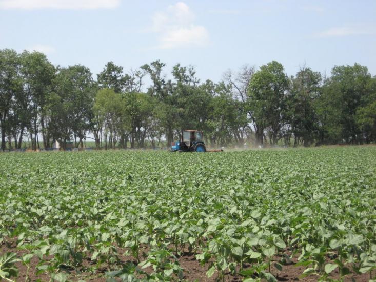 Бурлацьке з panoramio.com - Бурлацьке