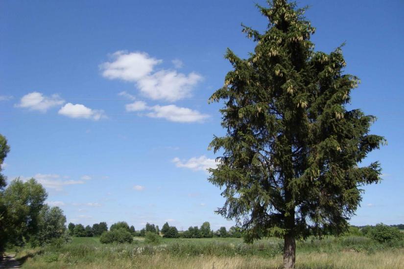 Залісці з panoramio.com - Залісці