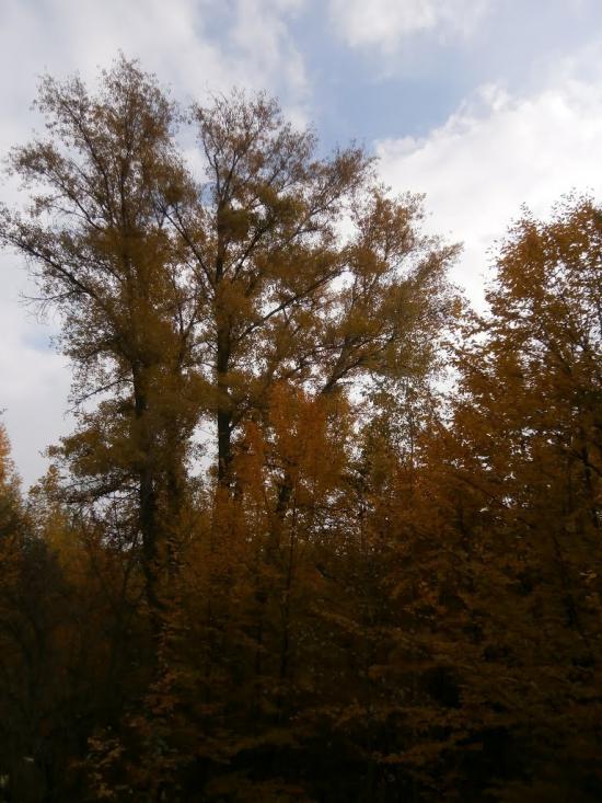 Нечаївка з panoramio.com - Нечаевка