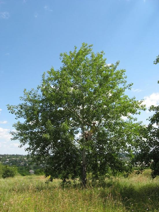 Вільшани з panoramio.com - Ольшаны