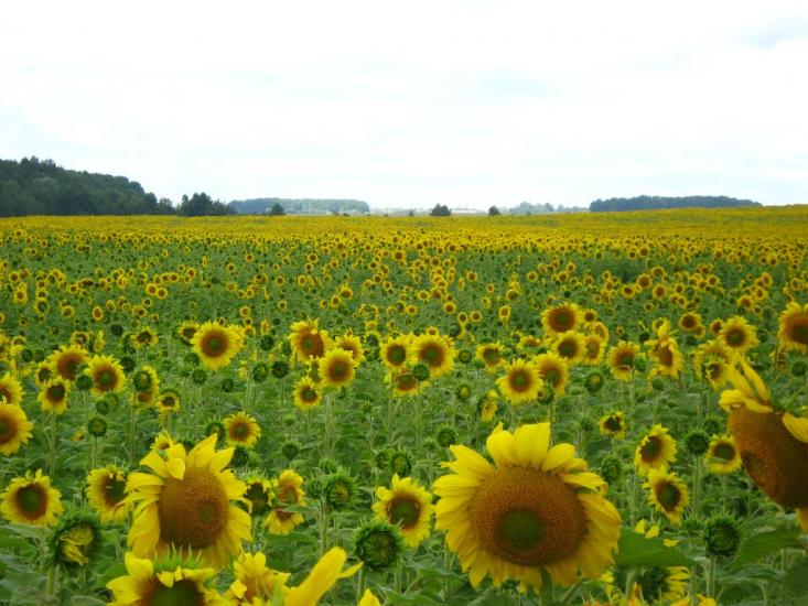 Льгів з panoramio.com - Льгів
