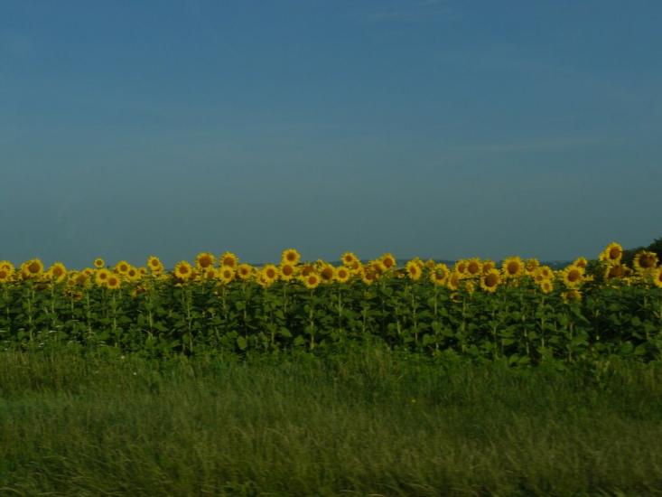 Павлиш з panoramio.com - Павлыш