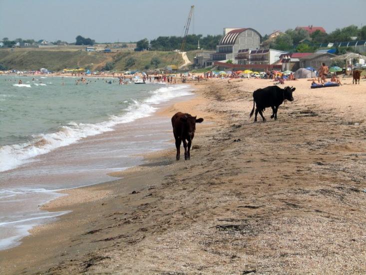 Кам'янське з panoramio.com - Кам'янське
